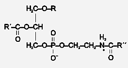 Molecular structure of PNAE.